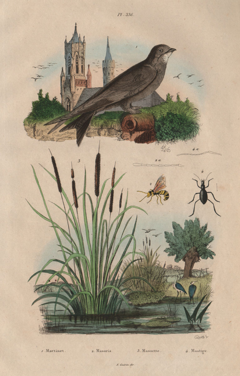 Martinet (Swift). Masaris vespiformis wasp. Massette (bulrush). Mastige 1833